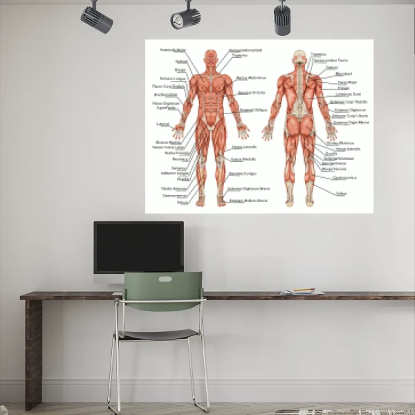Sticker Anatomie - Menselijke spieren